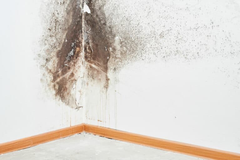 Dégâts des eaux à Muret par AB Peinture